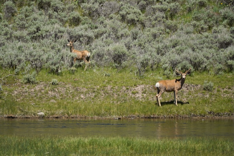 Yellowstone, Wyoming